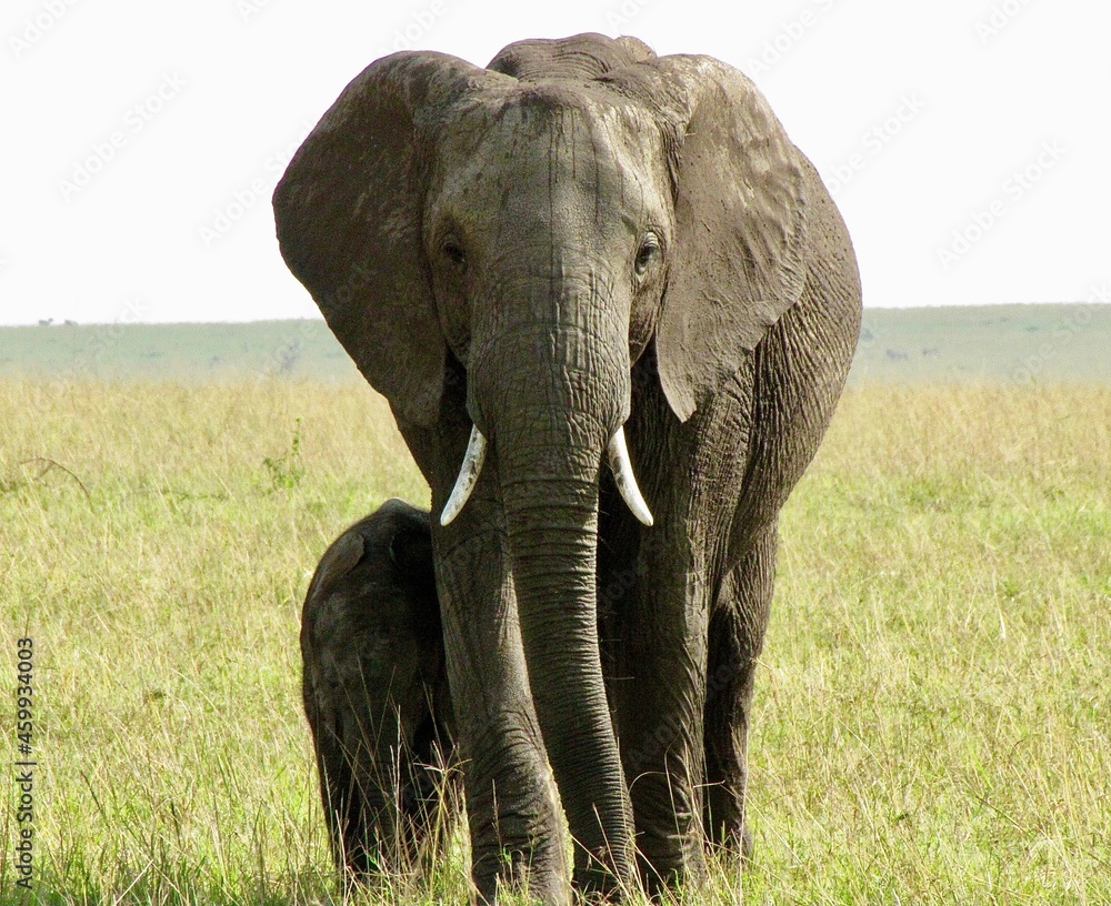 Fototapeta premium Elephant and Baby Elephant