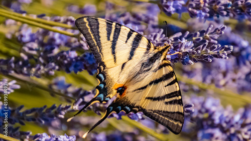 Macro of a beautiful scarce swallowtail butterfly, Iphiclides podalirius, on a flower