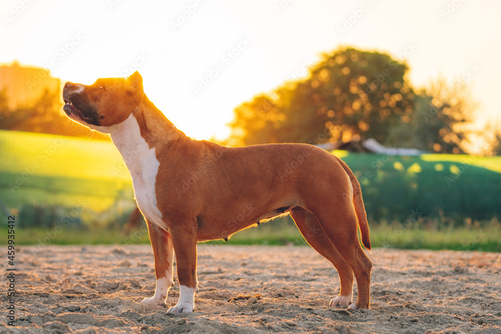 Amstaff dog and the sunset