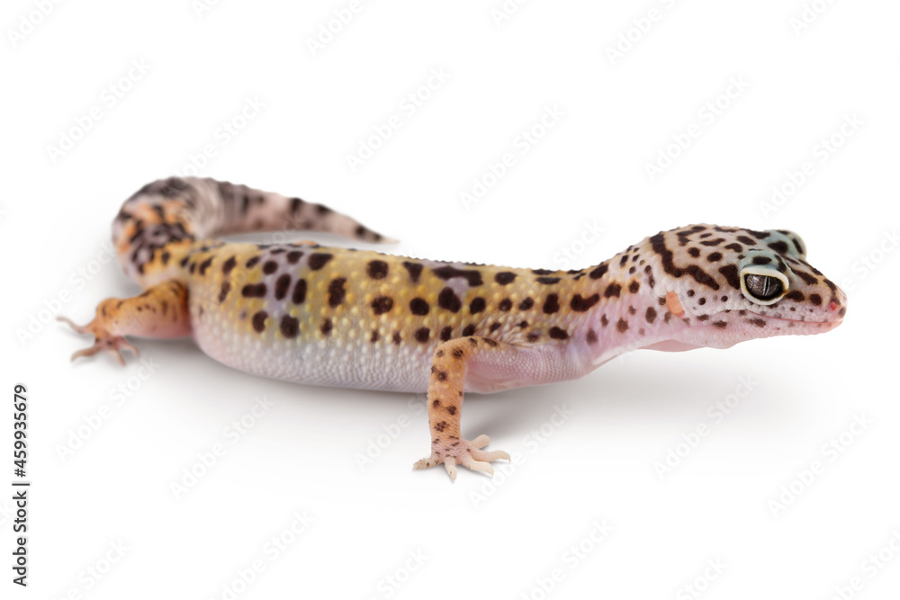 Leopard gecko or Eublepharis macularius isolated on white background with clipping path and full depth of field Leopard gecko or Eublepharis macularius isolated on white background with clipping path and full depth of field