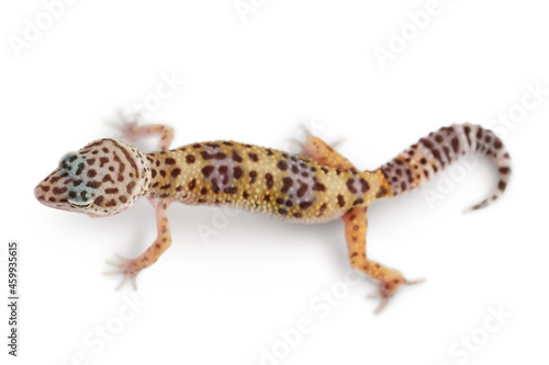Leopard gecko or Eublepharis macularius isolated on white background with clipping path and full depth of field. Top view. Flat lay © kolesnikovserg