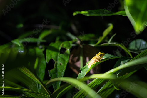 Yellow tree frog hiding on green leaves