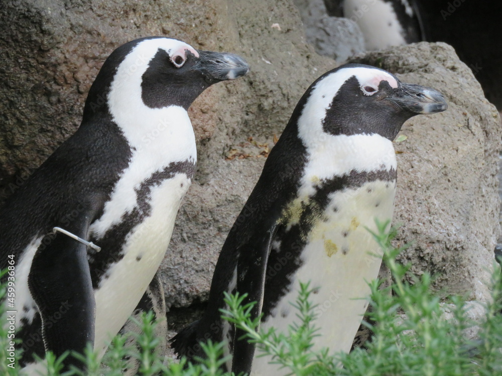Obraz premium ケープペンギン ペア