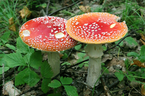 Fly agaric (Amanita muscaria) on the forest floor