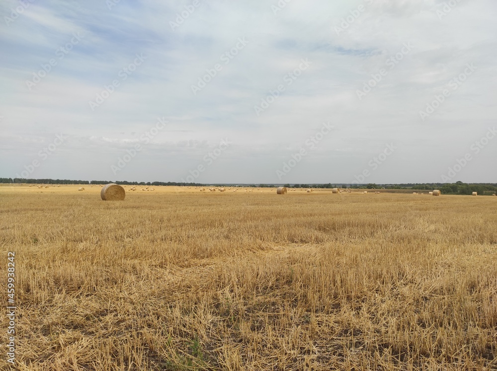 large golden field with haystacks