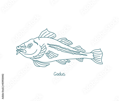 Gadus fish. Atlantic cod. Open paths. Editable stroke. Custom line thickness.