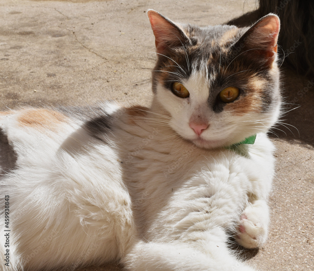 portrait of a tricolor cat