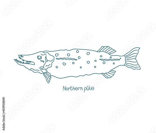 The northern pike fish. Esox lucius. Open paths. Editable stroke. Custom line thickness.