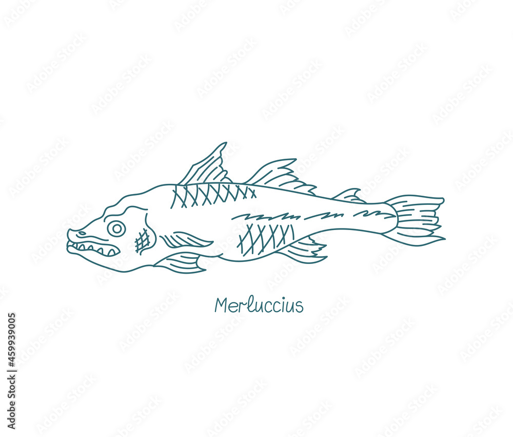 Merluccius fish. Genus of merluccid hakes. Open paths. Editable stroke. Custom line thickness.