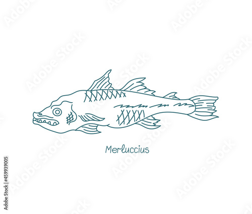 Merluccius fish. Genus of merluccid hakes. Open paths. Editable stroke. Custom line thickness.