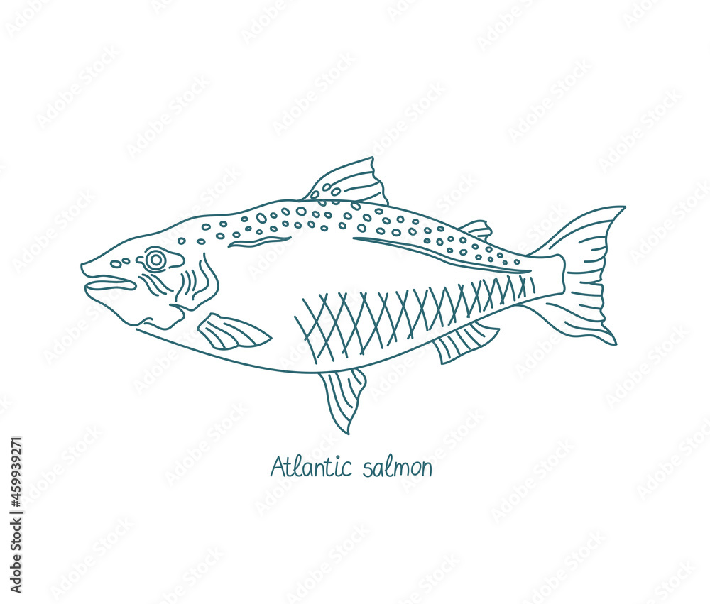 The Atlantic salmon fish. Salmo salar. Open paths. Editable stroke. Custom line thickness.