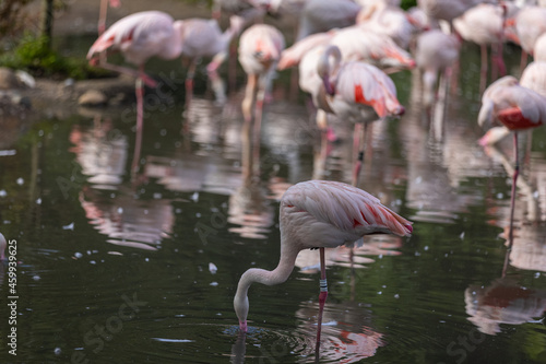 Super cute Flamingos are staying in the water and drinking. They are wonderful birds and really special with an amazing color.