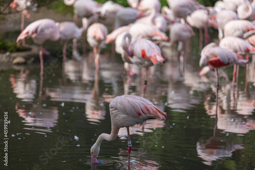 Super cute Flamingos are staying in the water and drinking. They are wonderful birds and really special with an amazing color.