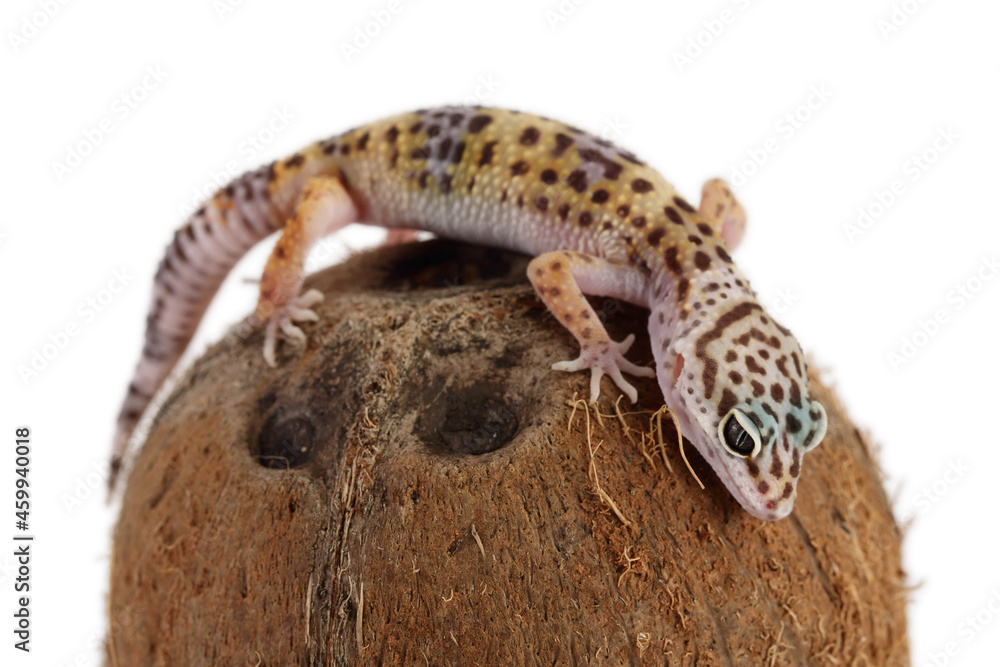 Naklejka premium Leopard gecko or Eublepharis macularius isolated on white background with clipping path and full depth of field