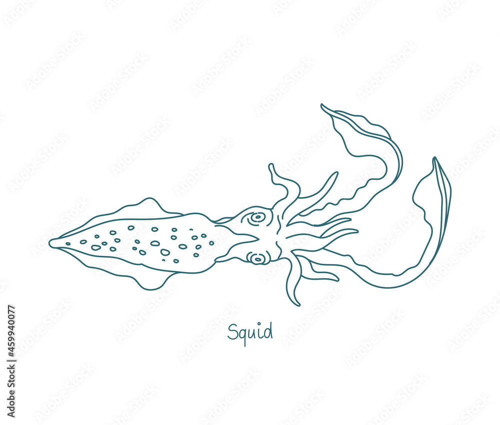 Squid are cephalopods. Known as calamari. Eight arms and two tentacles. Vector contour. Open paths. Editable stroke. Custom line thickness. Squid are cephalopods. Known as calamari. Eight arms and two tentacles. Vector contour. Open paths. Editable stroke. Custom line thickness.