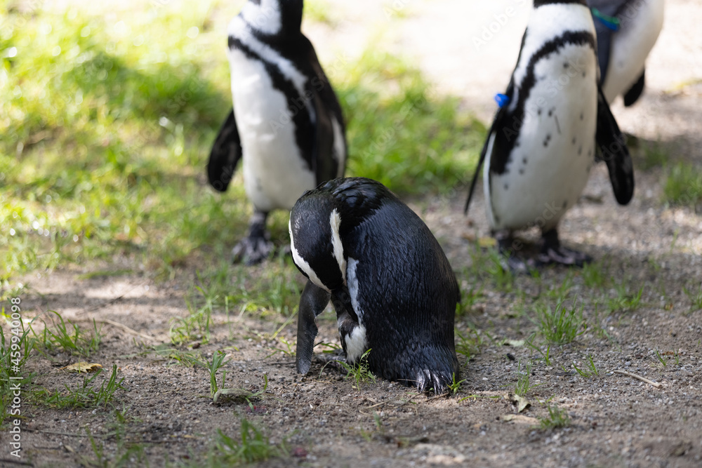 Fototapeta premium Some really cute penguins are playing together and walking through the park. A wonderful penguin-family looking to each other and search some food.