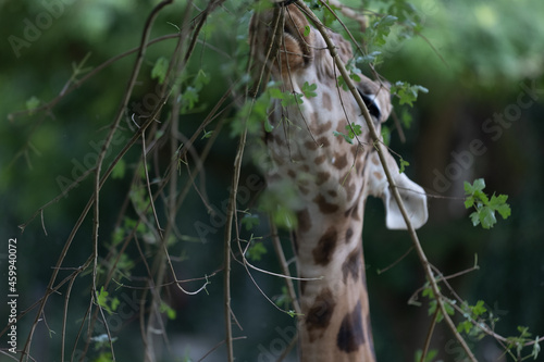 Amazing giant giraffe is take a meal in the tree. Wonderful giraffe is walking through the nature