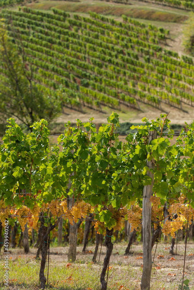 vineyard on September, Italy, Piemonte, Gavi, best white wine