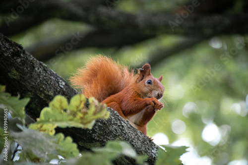 Warsaw Squirrel © TIGER1