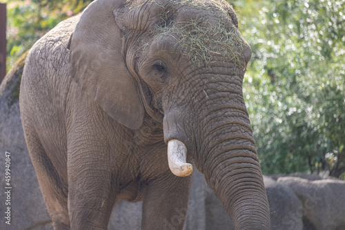 Photography A really big elephant tries to get some food out of the grid