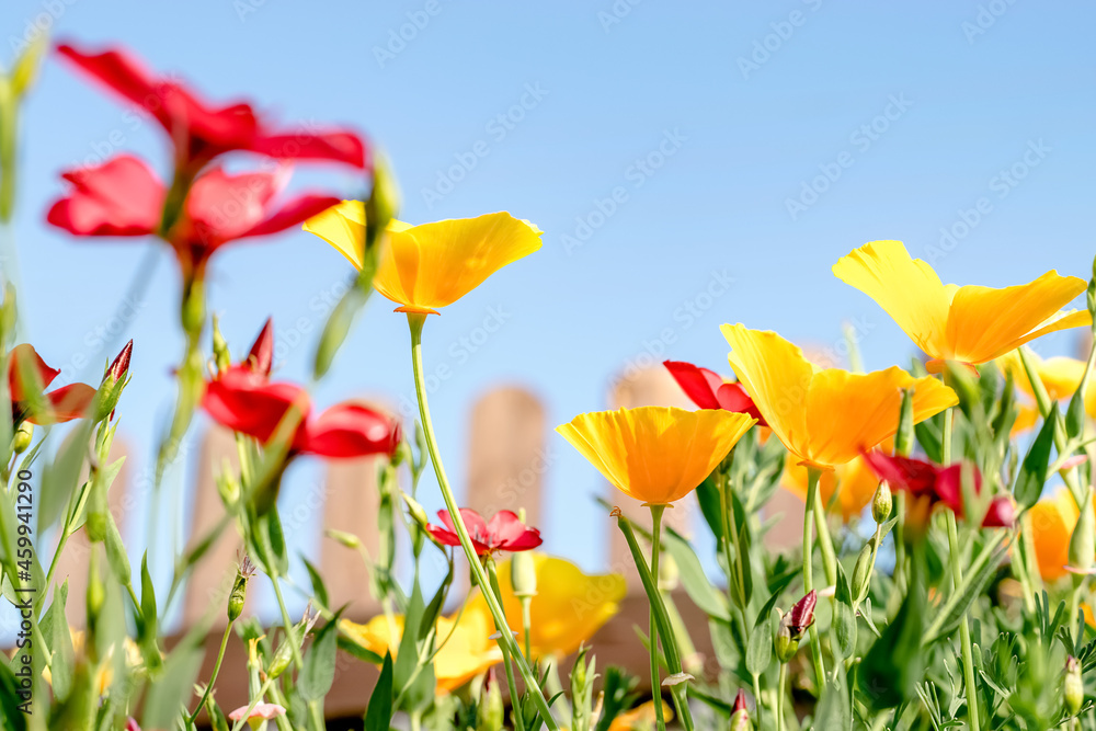 Yellow flowers of the Eschscholzia Californica and red flowers of Linum Grandiflorum on a sky background.Floral natural background.Summer concept.Copy space,selective focus with shallow depth of field Yellow flowers of the Eschscholzia Californica and red flowers of Linum Grandiflorum on a sky background.Floral natural background.Summer concept.Copy space,selective focus with shallow depth of field