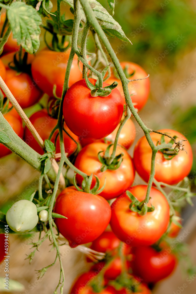 Red ripe tomatoes grow on a bush in a greenhouse.Summer and harvesting concept.Selective focus.