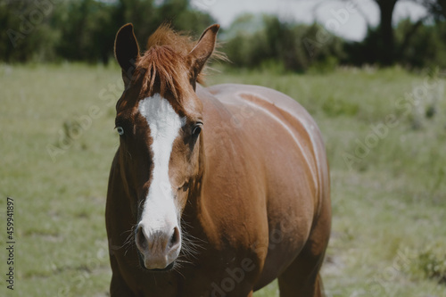 Brown sorrel gelding quarter horse in summer pasture.