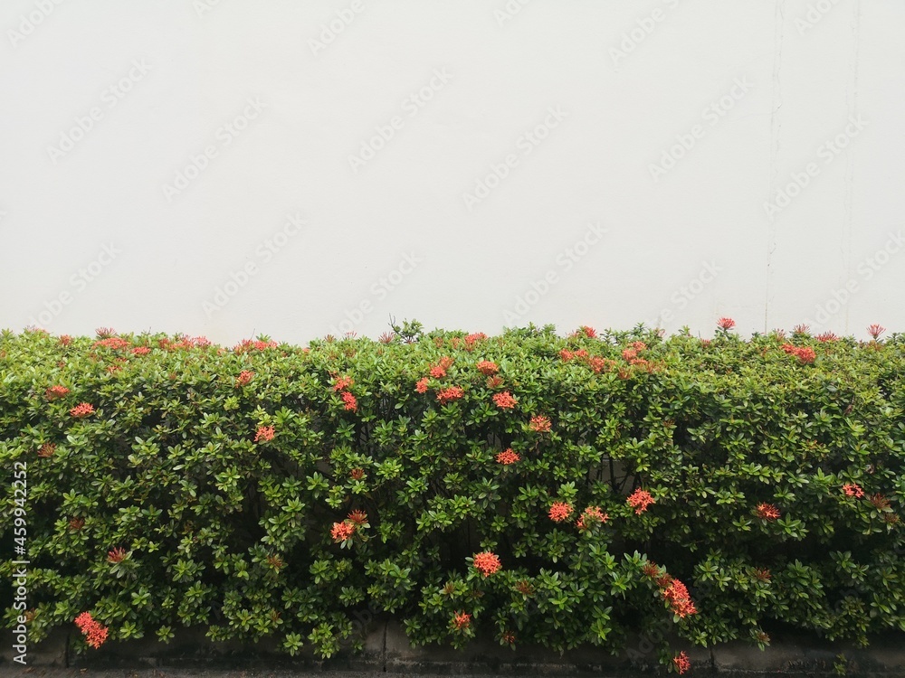 flowers in the garden Ixora red flower Green Leaves and Plants Wall Background on Gray Concrete Floor, smooth surface texture material​ cement