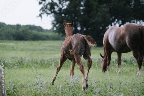 Young horse running through rain weather during summer in shallow depth of field. © ccestep8