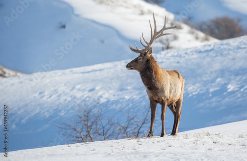 Deer in the snow against the sky and mountains. A herd of wild deer. © Vera
