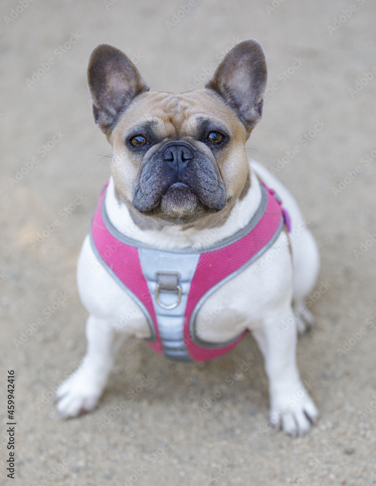 3.5-Year-Old Tan and White Piebald Female Frenchie Sitting and Looking Up. Off-leash dog park in Northern California.