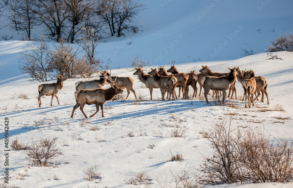 Deer in the snow against the sky and mountains. A herd of wild deer. Deer in the snow against the sky and mountains. A herd of wild deer.