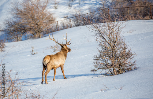 Deer in the snow against the sky and mountains. A herd of wild deer. © Vera