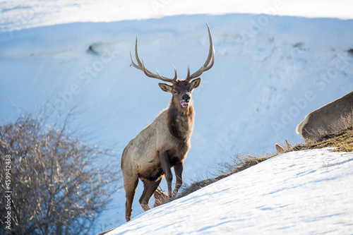 Deer in the snow against the sky and mountains. A herd of wild deer.