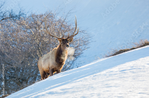 Deer in the snow against the sky and mountains. A herd of wild deer.