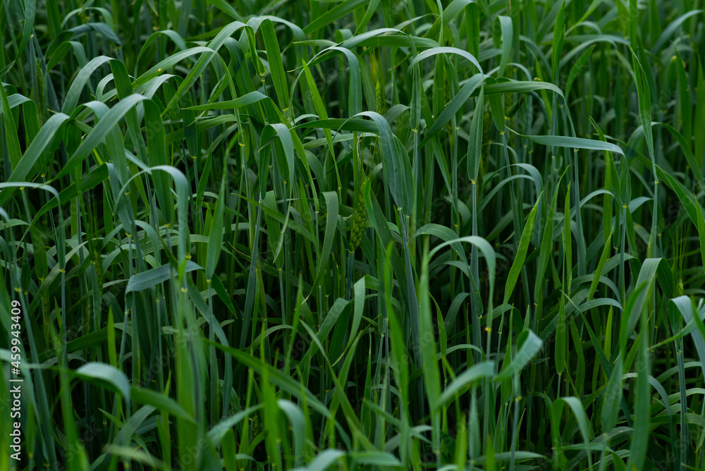 In summer, the green wheat in the fields is growing vigorously. Selective focusing of young green wheat or barley field in agriculture scene. In summer, the green wheat in the fields is growing vigorously. Selective focusing of young green wheat or barley field in agriculture scene.