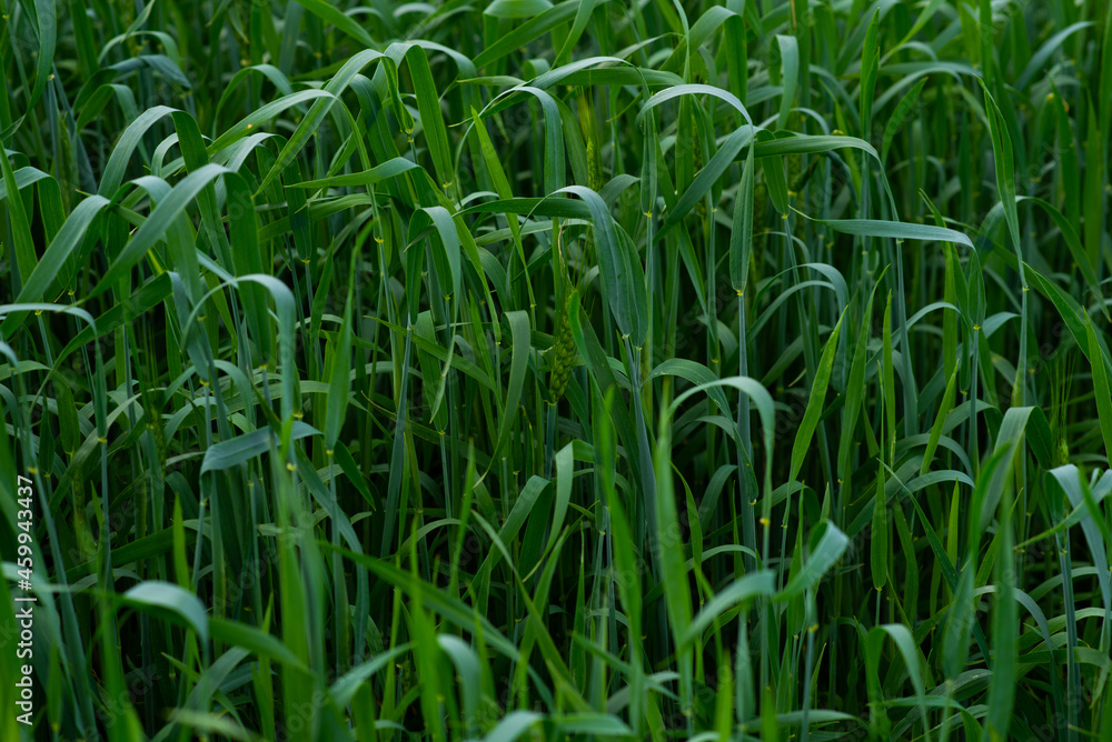 In summer, the green wheat in the fields is growing vigorously. Selective focusing of young green wheat or barley field in agriculture scene. In summer, the green wheat in the fields is growing vigorously. Selective focusing of young green wheat or barley field in agriculture scene.