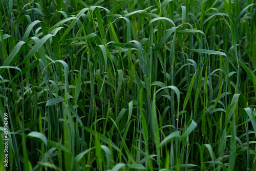 In summer, the green wheat in the fields is growing vigorously. Selective focusing of young green wheat or barley field in agriculture scene.