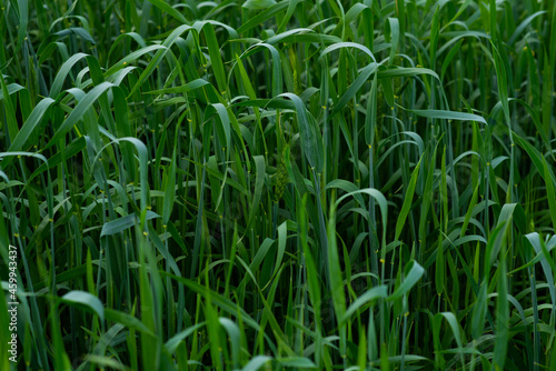 In summer, the green wheat in the fields is growing vigorously. Selective focusing of young green wheat or barley field in agriculture scene.