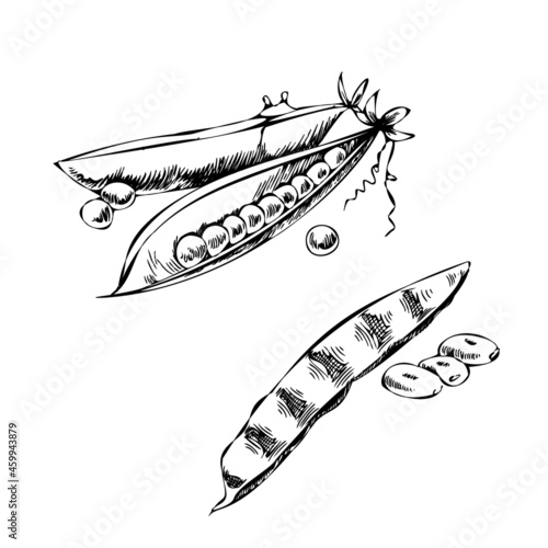 Hand-drawn agriculture and farm isolated design elements. Bean pod, green pea  sketch vector illustration. Autumn harvest. Vintage illustration on a white background.