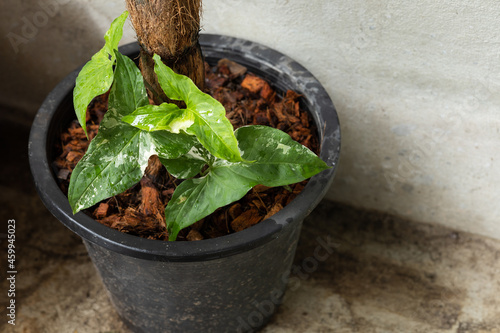 Syngonium Albo variegated leaf in plant pot. White Variegation leaf. Syngonium Albo Variegata. © kaw