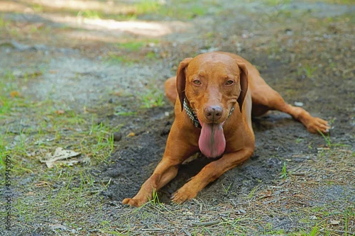 Obraz Wyżeł węgierski na leśnej ścieżce