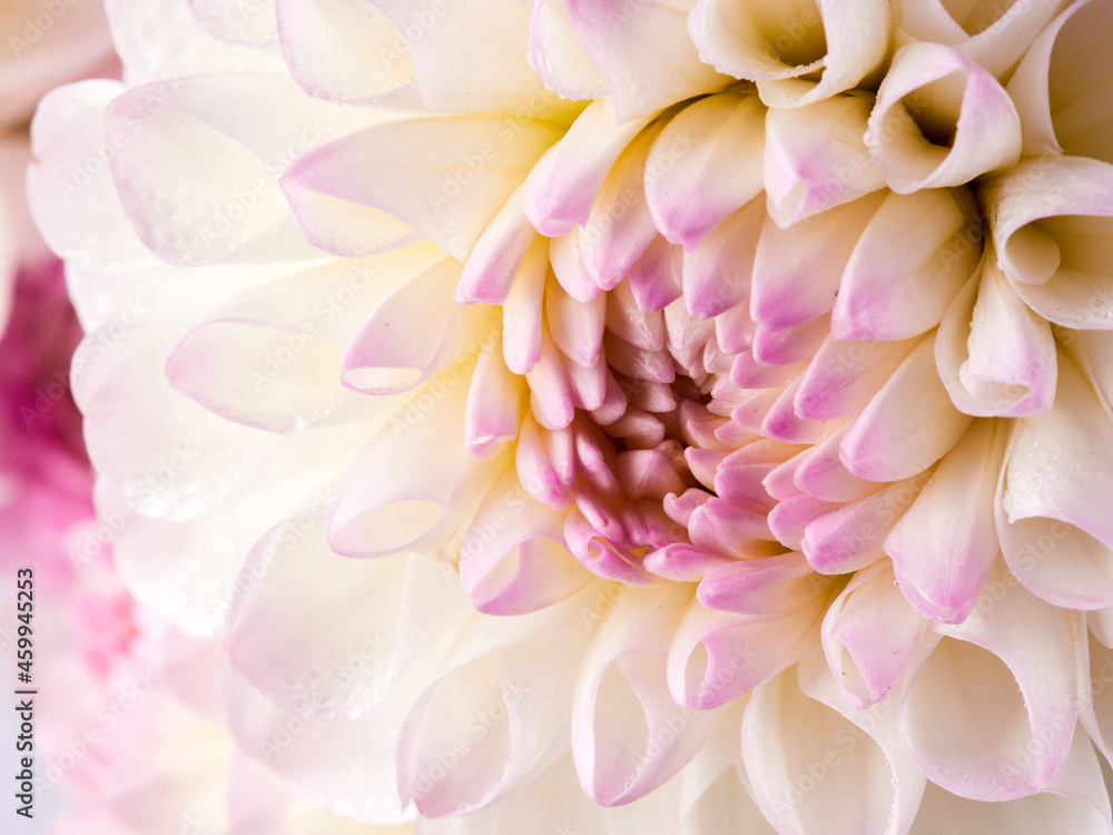 Dahlias are blooming. White and pink flower petals close-up. A bright, delicate illustration on a floral theme. The bud blooms in July, August or September. Macro   