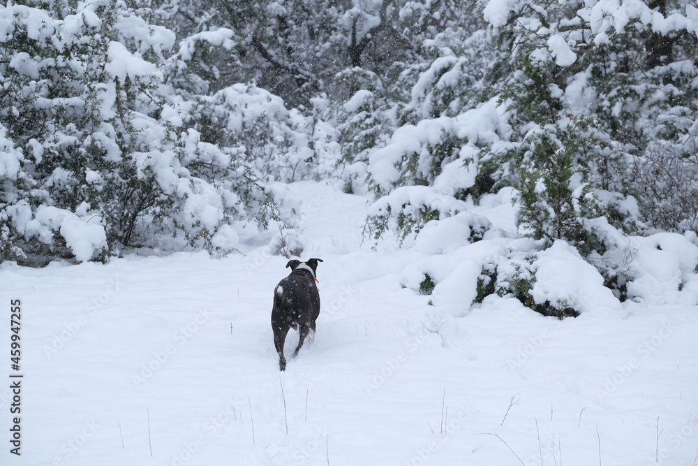 Naklejka premium Pet dog running through Texas landscape in snow during winter weather.