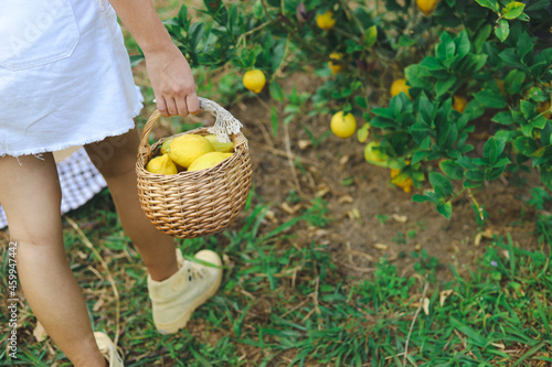 Fresh yellow ripe lemons on tree. Growing Lemon with Basket full of lemon  in farm.