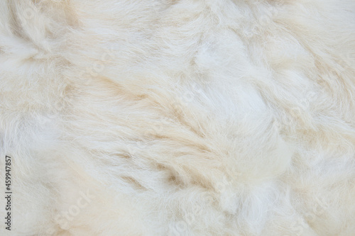 The texture of white wool. White wool background