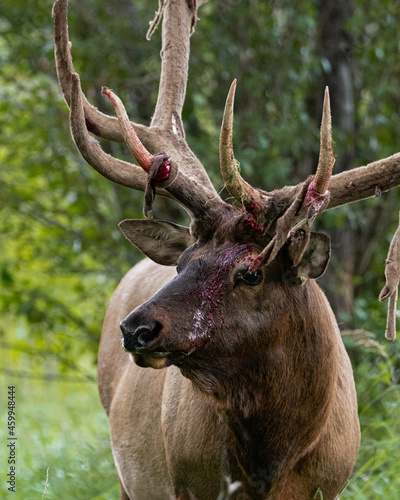 Bull Elk Shedding Velvet