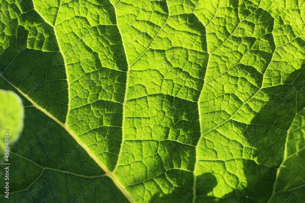 Obraz premium burdock leaf that lets sunlight through itself