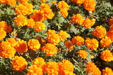 blooming marigolds on a sunny autumn day