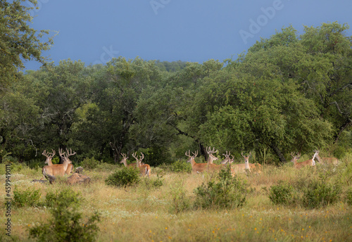 Bachelor Group of Whitetail Bucks